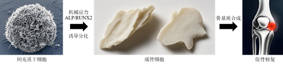 Collaborative Study Sheds Light on Mechanical Stress in Bone Regeneration